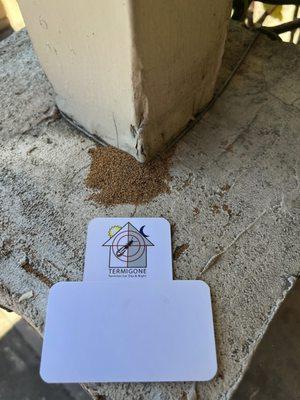 Drywood Termite Droppings