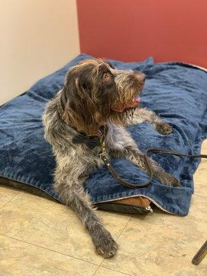 Amazing quality beds and blanket! This is the LEAST stressful and MOST enjoyable visit he's ever had anywhere!