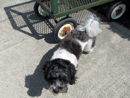 Duke rides on the bottom level of the cart to take plants to the car.