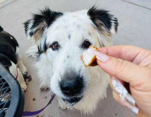 dog with fried chicken