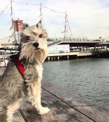 Ludwig enjoying a stroll in the South Street Seaport!