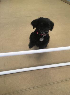 Maggie enjoying agility enrichment activities