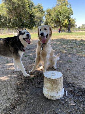 New Husky friend