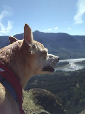 My dog, Charlie, checking out the view of the Gorge.