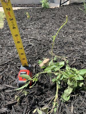 Professional landscape putting in dead plants