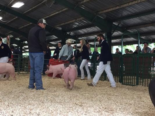 Quality market hogs raised on feeds from Hurst Ranch.