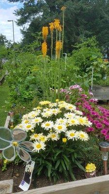 Community garden