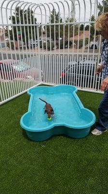 "Swizzle" and Viki splash testing the new pool!