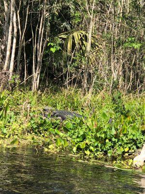 Baby alligator