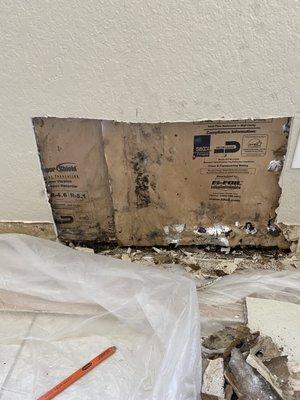 Mold and rot from leaky window frame.