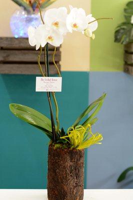 White Phalaenopsis Orchid in a Glass and Wood Container