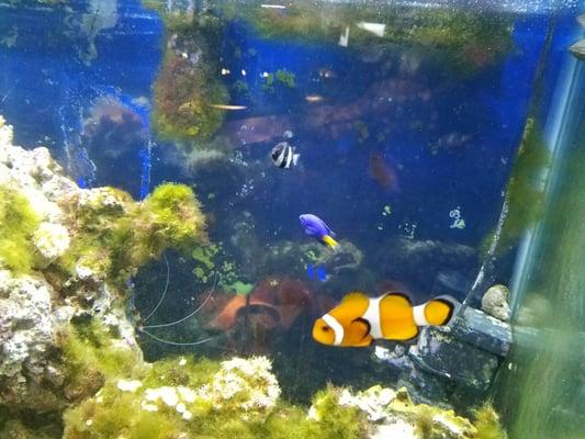 I found Nemo!