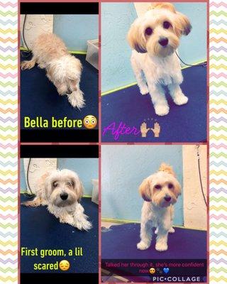 Before & after of Bella the Havanese. Groomed by Sica.