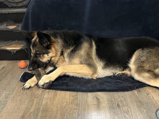 Water buffalo horn - German shepherd