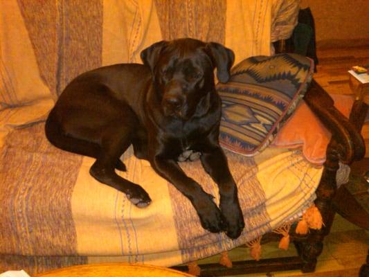 Big Boy relaxing on his couch.