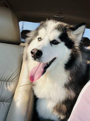 Our boy Rocky loves going to the groomer!