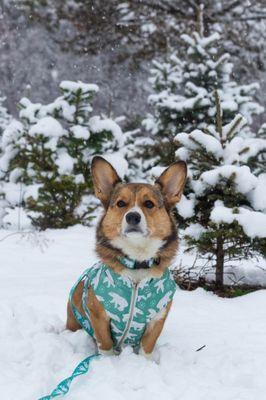 My dog's photo shoot at Addison Oaks Christmas Tree Farm!