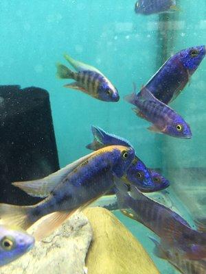 Freshwater fish, saltwater fish, aquarium supplies