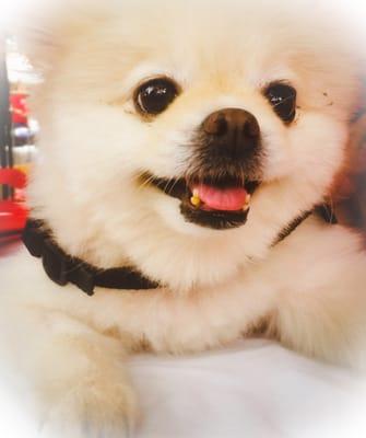 Cutie smiley pomeranian