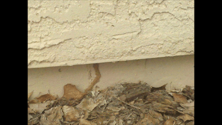 Termites show up on the outside foundation when an infestation is present.  Call us for a free inspection