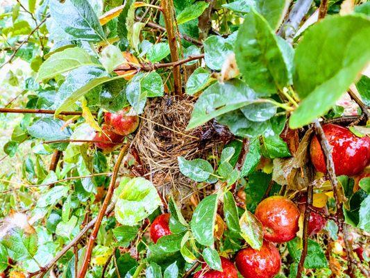 A bird's nest in a winesap apple tree