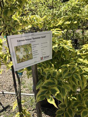 Unusual trees all well labeled