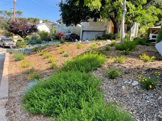 Water wise garden. Beautiful, low maintenance, and low water use.