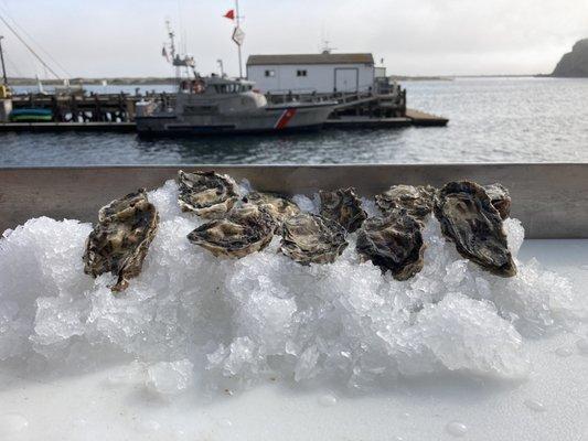 Dozen medium size oysters