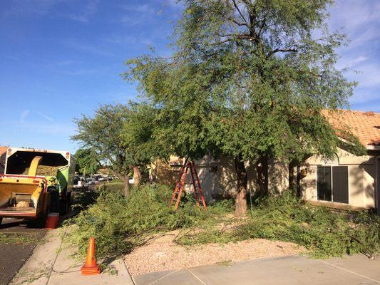 Trees being pruned.