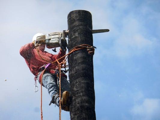 Joe removing a one hundred foot Queen palm tree.