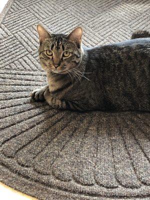 Toes, one of clinic's cats (he's extra special & has an extra toe on each paw)