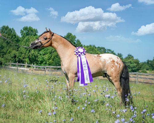 Sweets - Nutra - Buckeye WCF Exotic Dancer continues to produce champions.