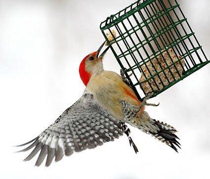 Red bellied woodpecker eating suet