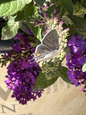 I bought this Gallon size Butterfly Bush from Matsuda's. Love it. Already attracting butterflies!