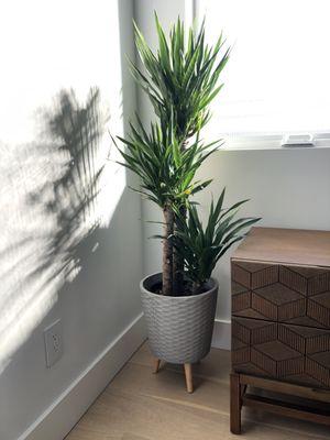 Yucca plant + concrete planter