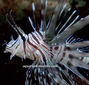 Lionfish