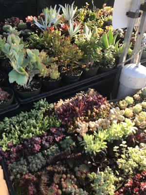 Pretty succulents!