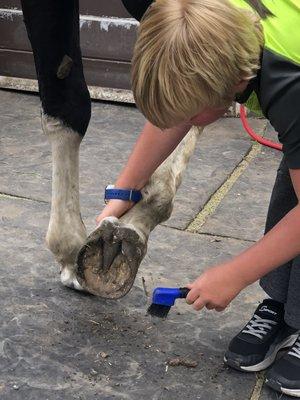 Learning to clean the hooves.