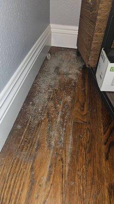 Mold on the floor growing under the furniture and everywhere due to a leak under the building for months.