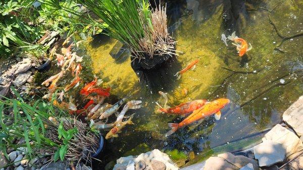 Koi pond