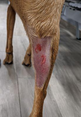 Injury my dog sustained during daycare at Paws & Claws