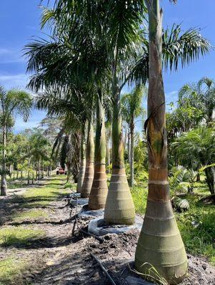 Royal palms