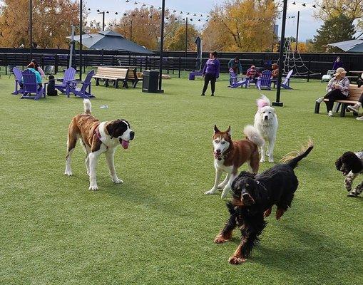 Last weekend, we took our dog, Forbes, to Skiptown Denver and this place had us all wagging our tails.