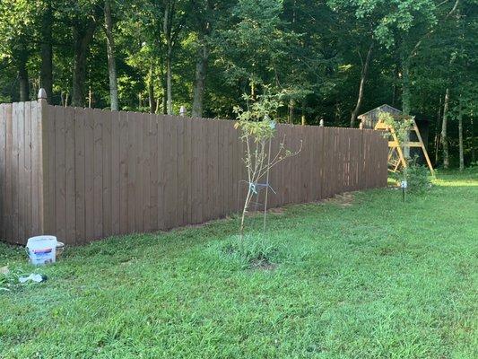 Fence we built and stained