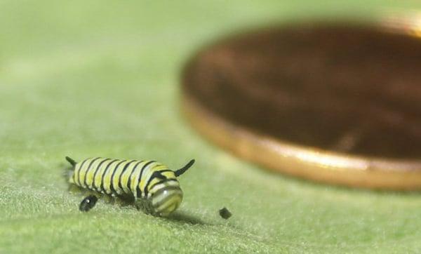 2nd Instar Monarch Larva, Right After Molting