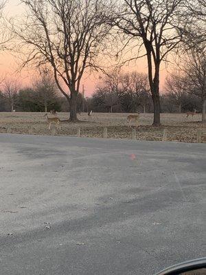 Wild life in Lucy Park in Wichita Falls, Texas