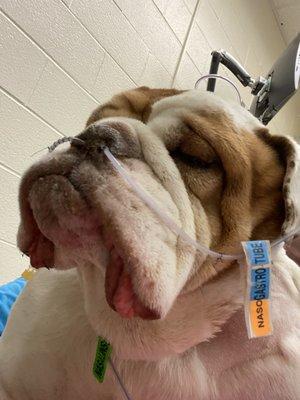 Lottie English Bulldog oxygen , nasal feeding 2 IV shaved entire body finally a subclavian line