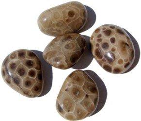 Petoskey Stone - Michigan's State Stone