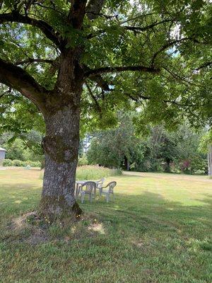 Tasting under a tree