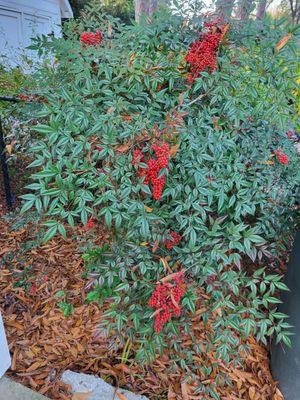 Nandina Bush